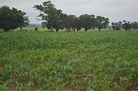 Maize Farm in Northern Ghana.jpg