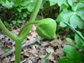 May Apple fruits are not poisonous