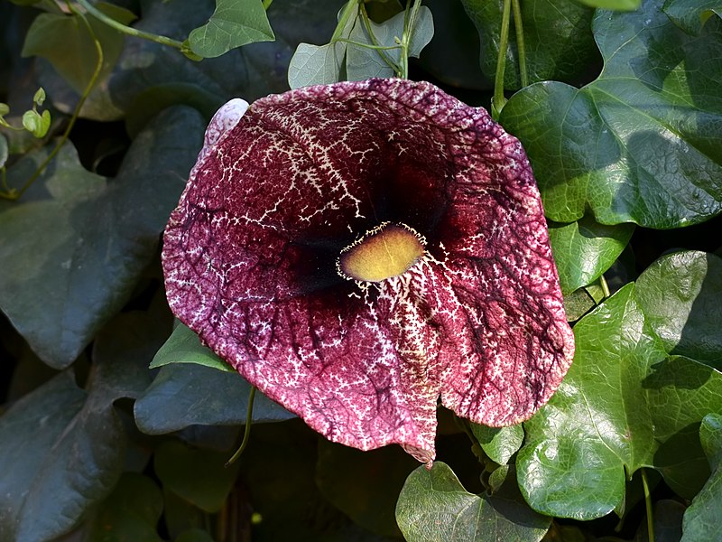 File:Aristolochia littoralis.jpg