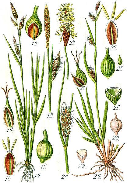 File:Carex spp Sturm59.jpg