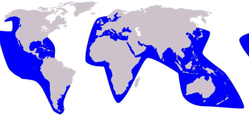 File:Cetacea range map False Killer Whale.svg