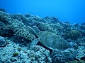 Chelonia mydas Naha ondoan, Okinawa (Japonia).