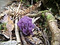 Clavaria zollingeri