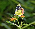 * Nomination: Close wing Nectaring of Delias eucharis (Drury, 1773) - Indian Jezebel (Male) --Sandipoutsider 09:57, 5 November 2024 (UTC) * * Review needed