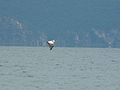 Lake Prespa, Macedonia