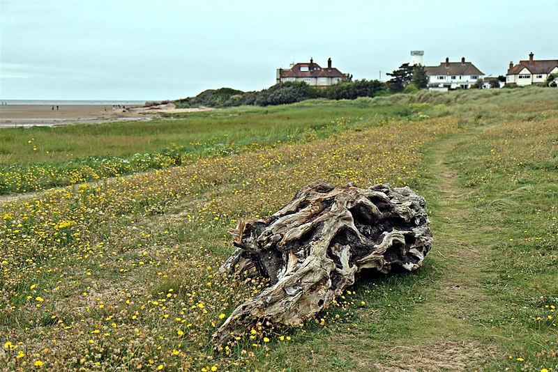 File:Driftwood, West Kirby (geograph 3146671).jpg