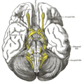 สมองมนุษย์มองจากด้านท้อง (ventral)