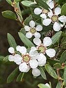 Leptospermum laevigatum 01.jpg