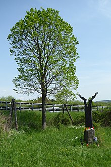 Photographie en couleur d'un grand arbre au milieu d'un pré ; à côté se trouve une petite statue.