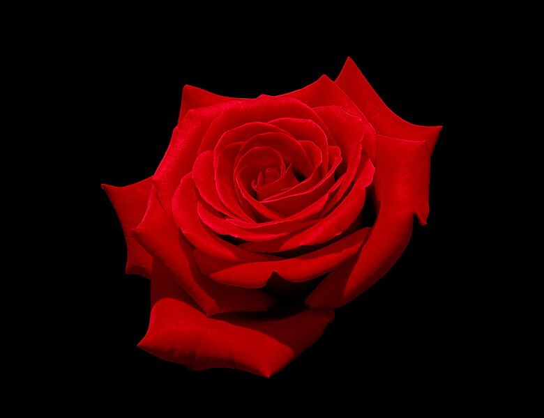 File:Red rose with black background.jpg