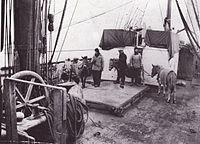 Sibiřští poníci na palubě lodi Terra Nova, 1910, z knihy Les Grands Explorateurs