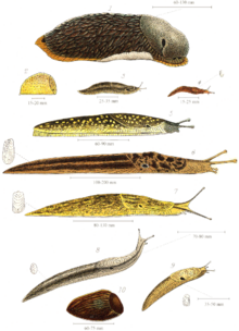 Pelbagai spesies lintah bulan darat British, termasuk (dari atas) lukisan yang lebih besar: Arion ater, Limax flavus, Limax maximus