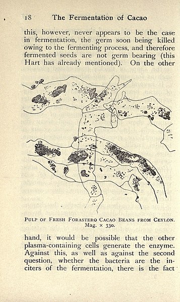 File:The fermentation of cacao, with which is compared the results of experimental investigations into the fermentation, oxidation, and drying of coffee, tea, tobacco, indigo, &c., for shipment (Page 18) BHL19909086.jpg