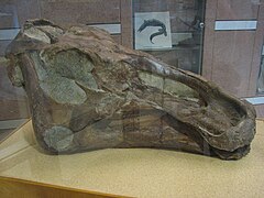 UCMP Edmontosaurus.JPG