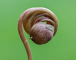 Capsule d'un cyclamen de Naples. (définition réelle 4 320 × 3 456)