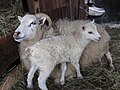 Agnello vicino a sua madre