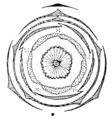 Malva flower diagram