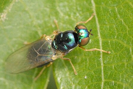 Zwarte glimwapenvlieg Microchrysa cyaneiventris