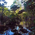 View of Creek and Plants