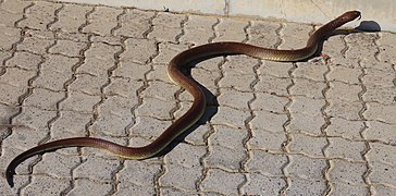 Naja nivea Cape Cobra IMG 8281c.jpg