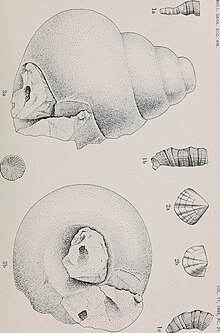 Bulletin of the Geological Society of America (1900) (20262600890).jpg