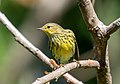 Image 98Cape May warbler in Prospect Park