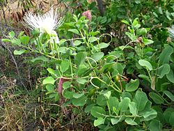 Capparis sandwichiana