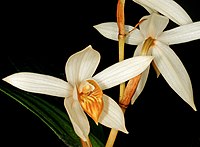 Coelogyne pachystachya