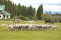 Pecore in Argentina. Il Paese è l'undicesimo produttore di lana al mondo.