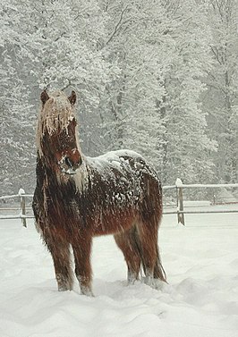 IJslander in de sneeuw