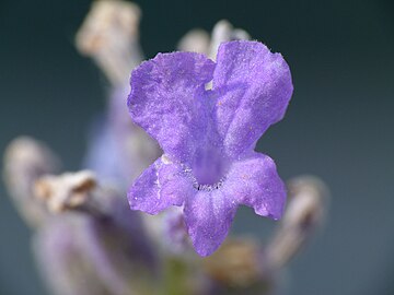 Corolla (petals)