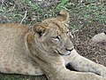 Lions at Bannerghatta National Park