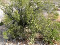 Purshia stansburiana, Red Rock Canyon National Conservation Area, Nevada