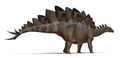 A life restoration of Stegosaurus stenops with its asymmetrical plates.
