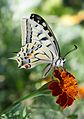 Papilio machaon, side view