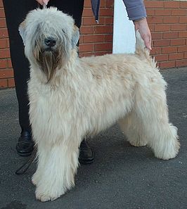 Irish soft-coated wheaten terrier