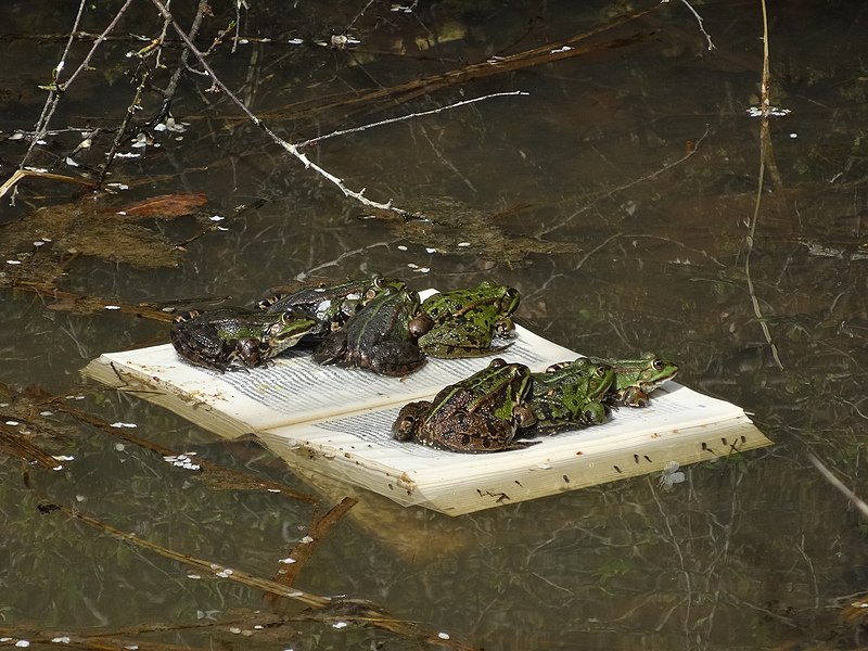 File:Teichfrösche (Pelophylax esculentus) im Naturpark Schönbuch.jpg