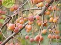 Malus sikkimensis Meyveleri