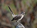 Image 5Northern mockingbird in a "tail up" display in Green-Wood Cemetery