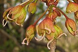 Female A. diabolicum flowers with curled stigmas