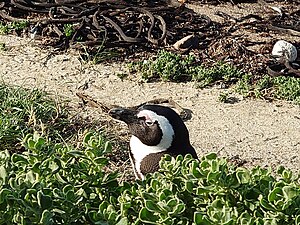 African penguin part of the Betty's Bay colony