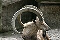 Image:Capra ibex ibex – 01.jpg.