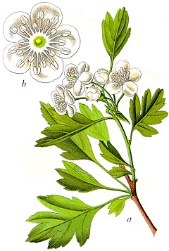 Crataegus monogyna