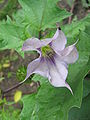 Datura stramonium.