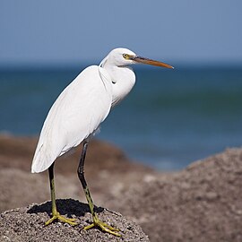 White morph, Muscat