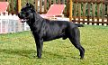 Cane corso: 700 psi (50 kg/cm2)