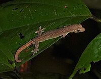 Gewöhnlicher Halbblattfingergecko (Hemiphyllodactylus typus)