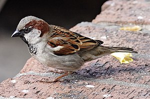 Hüssparag (Passer domesticus), mantje LC - least concern (ei trüüwet)