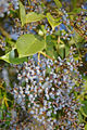 Ligustrum lucidum fruits