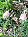 Anemone vernalis Kleine Scheidegg, Switzerland